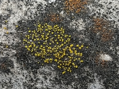 Candelariella aurella