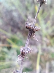 Lavandula × intermedia