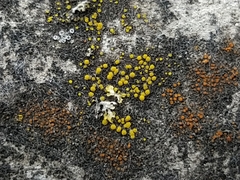 Candelariella aurella