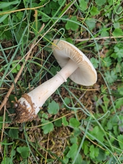 Leucoagaricus leucothites
