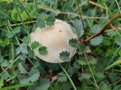 Leucoagaricus leucothites