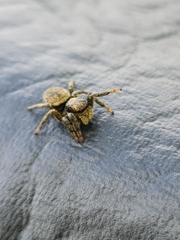 Phiale roburifoliata