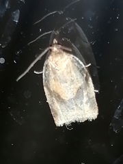 Clepsis consimilana