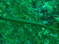 Aulostomus chinensis