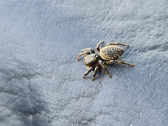Phiale roburifoliata