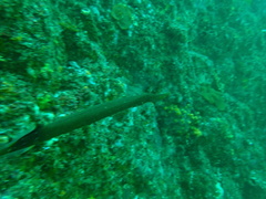 Aulostomus chinensis