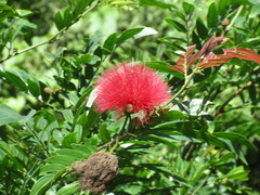 Calliandra haematocephala