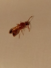 Tricholabiodes
