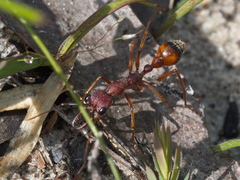 Myrmecia nigriscapa