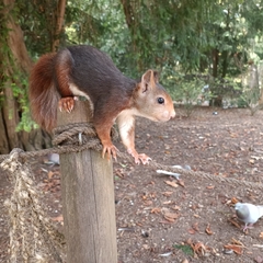 Sciurus vulgaris