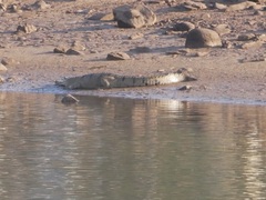 Crocodylus johnstoni