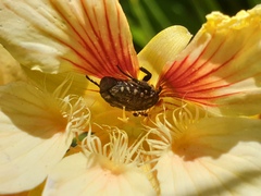 Oxythyrea marginalis