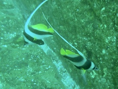 Heniochus diphreutes