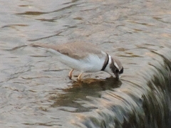 Charadrius placidus