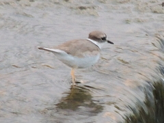 Charadrius placidus
