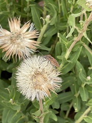 Spilostethus rivularis