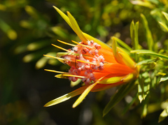 Lambertia formosa