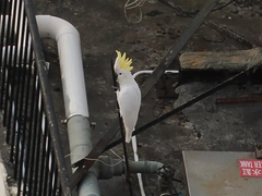 Cacatua sulphurea