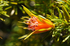Lambertia formosa