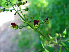 Scrophularia nodosa