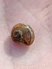 Euomphalia strigella