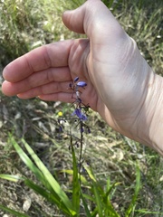 Dianella