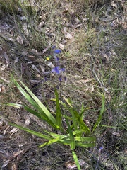 Dianella