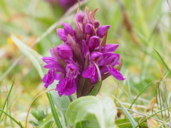 Dactylorhiza purpurella