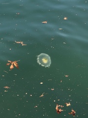 Phacellophora camtschatica