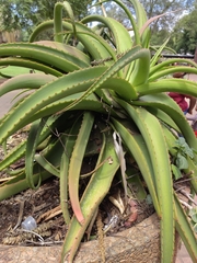 Aloe