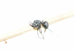 Polyrhachis lacteipennis