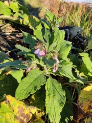 Symphytum × uplandicum