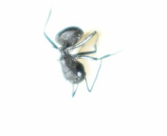 Polyrhachis lacteipennis