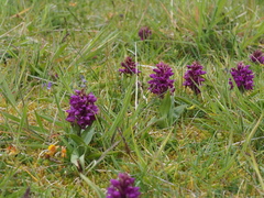 Dactylorhiza purpurella