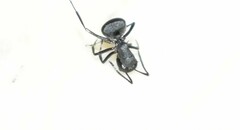 Polyrhachis lacteipennis