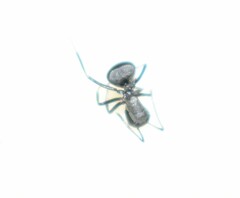 Polyrhachis lacteipennis