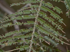 Acacia mearnsii