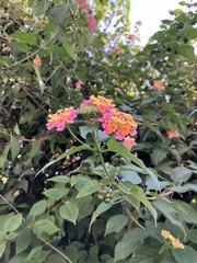 Lantana camara