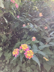 Lantana camara