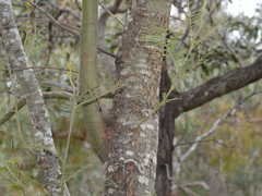 Acacia mearnsii
