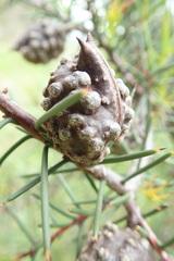 Hakea decurrens