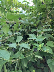 Lantana camara