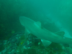 Carcharias taurus