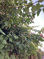 Lantana camara