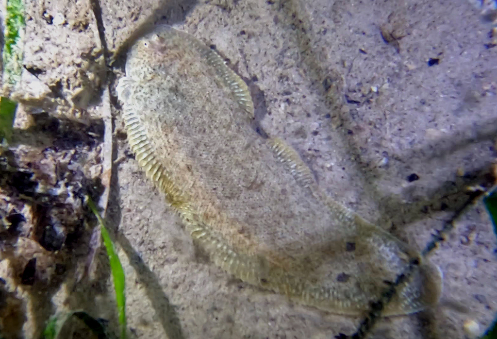 Spottedfin tonguefish (Cynoglossus maculipinnis) — Cynoglossidae