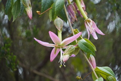 Passiflora tarminiana image