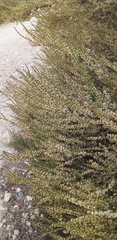 Salsola oppositifolia