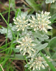 Helichrysum spiralepis