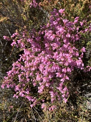 Erica palliiflora