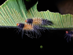 Spilarctia postrubida